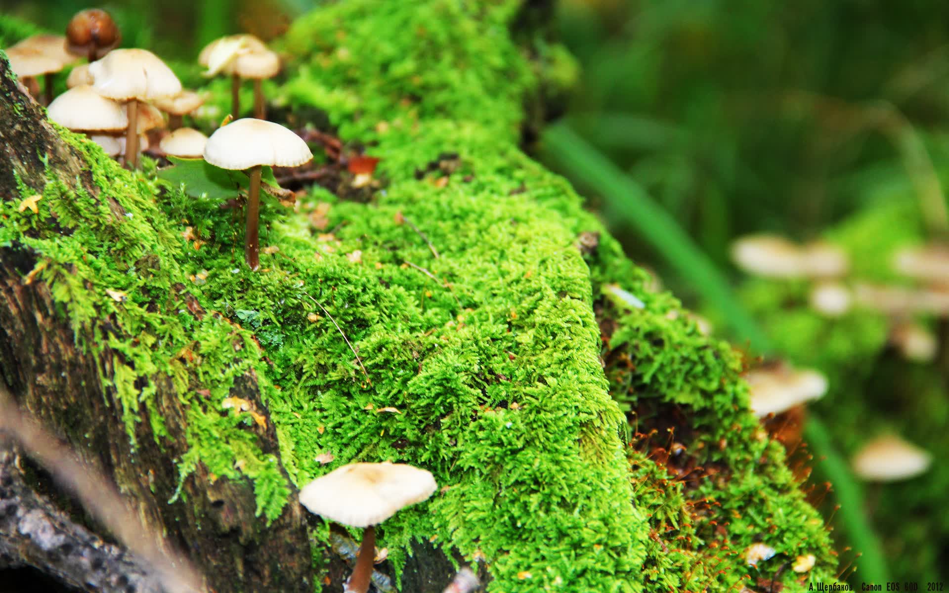 世界体操单项赛优秀裁判员评选结果公布,世界体操冠军男子